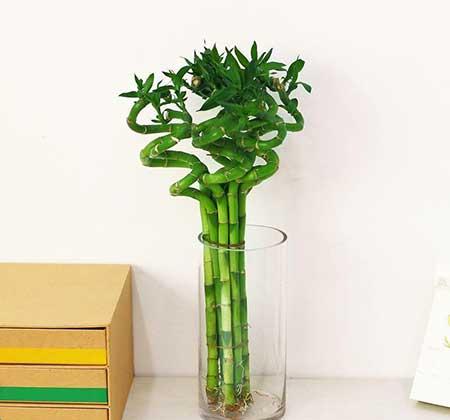 家里经常养的花