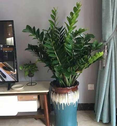 家里经常养的花