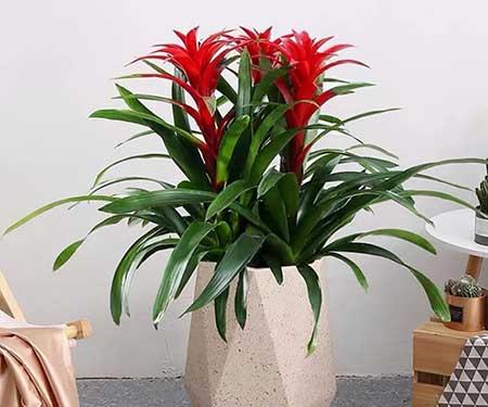 家里经常养的花