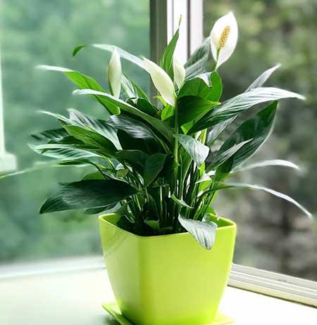 家里经常养的花