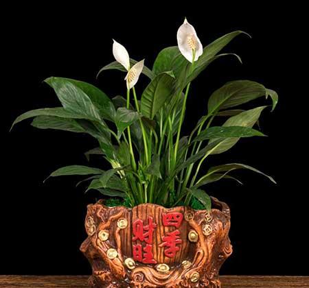 家里经常养的花