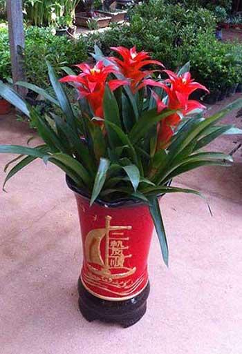 家里经常养的花