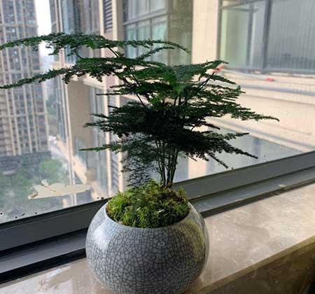 家里边适合养什么花