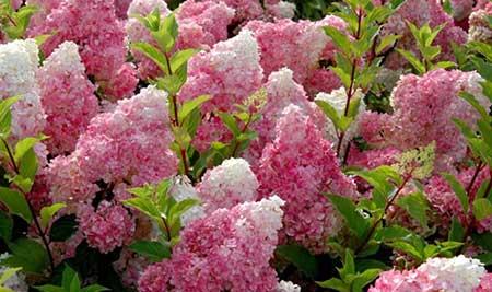 花期长适合北方养的花