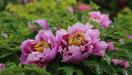 花期长适合北方养的花