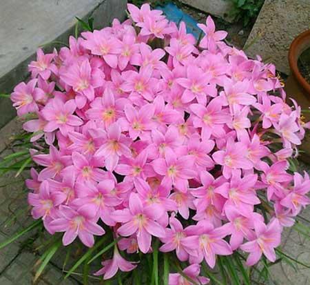 花期长适合北方养的花