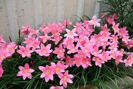 花期长适合北方养的花