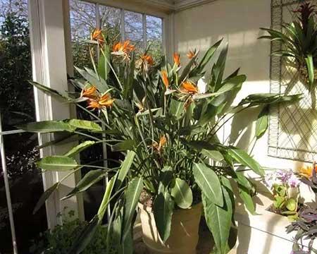 花卉天堂鸟适合室内养吗
