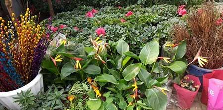 花卉天堂鸟适合室内养吗