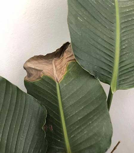 花卉天堂鸟适合室内养吗