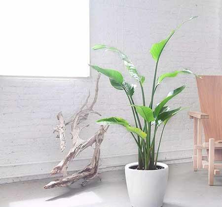 花卉天堂鸟适合室内养吗