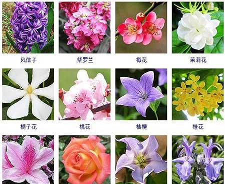 花卉的养护