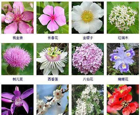 花卉的养护