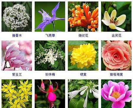 花卉的养护
