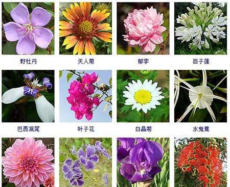 花卉的养护