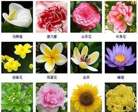 花卉的养护
