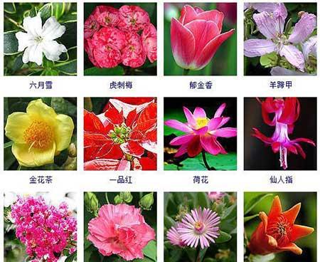 花卉的养护