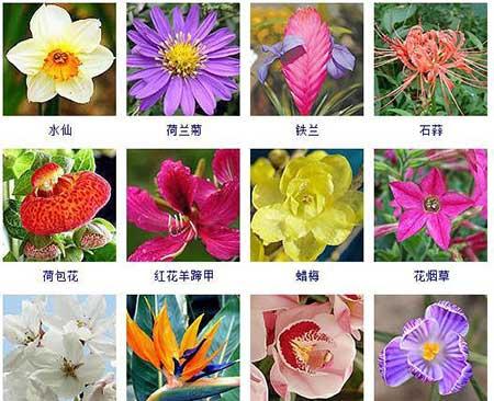 花卉的养护