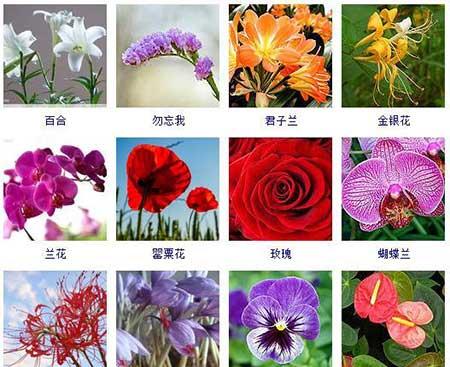 花卉的养护