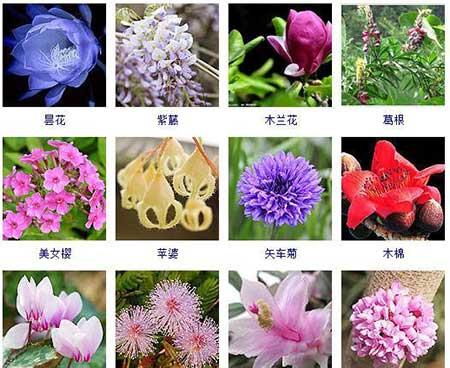 花卉的养护