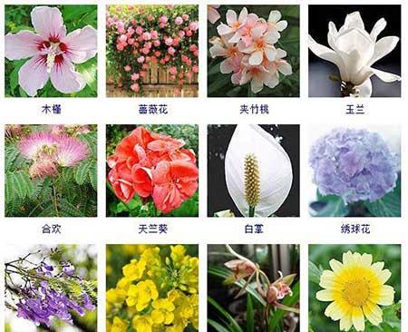 花卉的养护