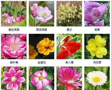 花卉的养护