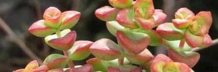 花草钱串串怎么养