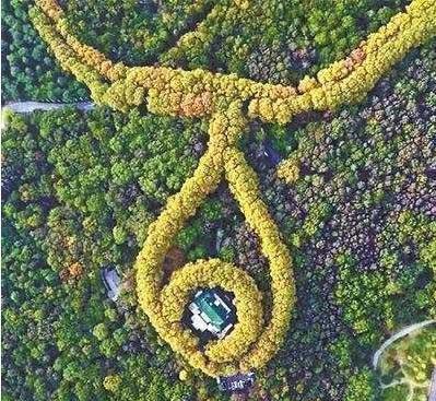 河南适合养什么绿植