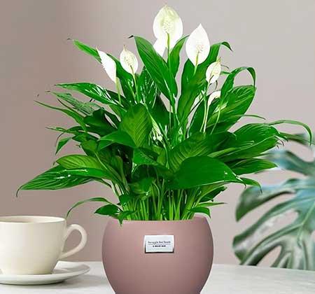 好看容易养的花