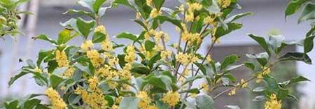 桂花树盆栽怎么养