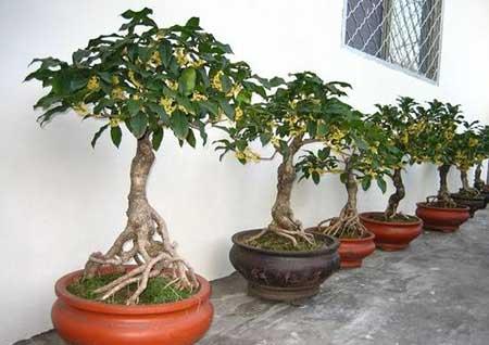 桂花树盆栽怎么养
