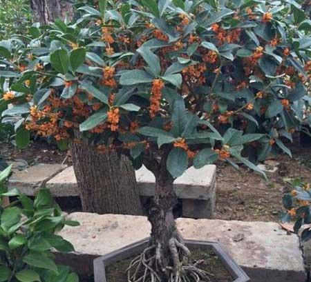 桂花树盆栽怎么养