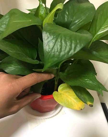 关于绿植养护这方面的知识
