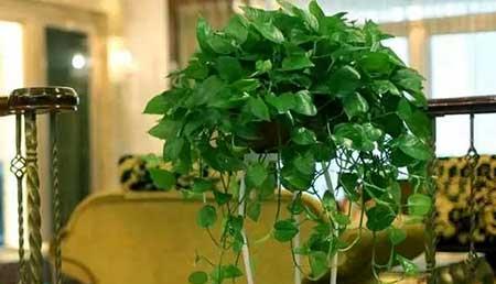 关于绿植养护这方面的知识