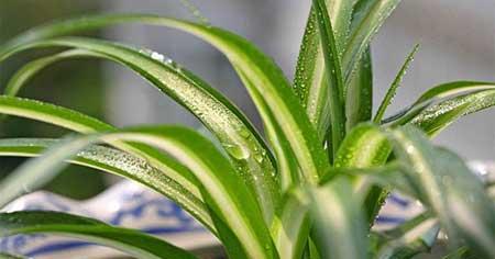 关于绿植养护这方面的知识