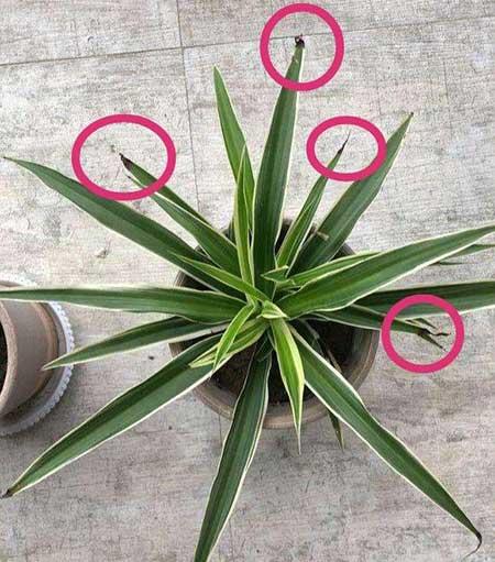 关于绿植养护这方面的知识