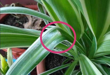 关于绿植养护这方面的知识
