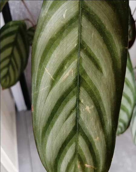 关于绿植养护这方面的知识
