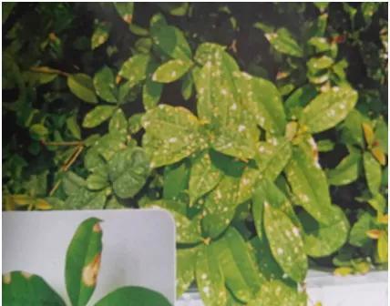 公园植物养护