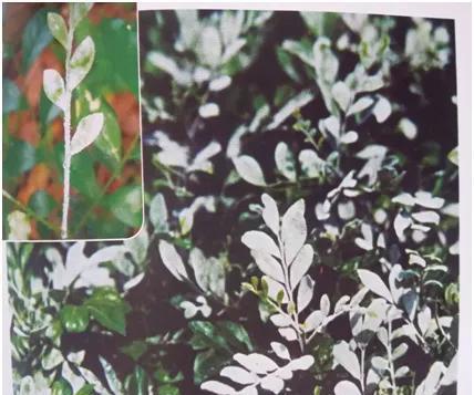 公园植物养护