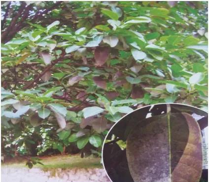 公园植物养护