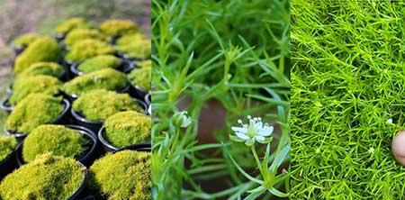 干苔藓适合养什么花