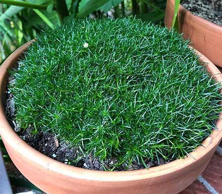 干苔藓适合养什么花