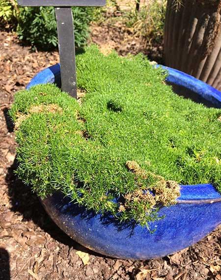 干苔藓适合养什么花