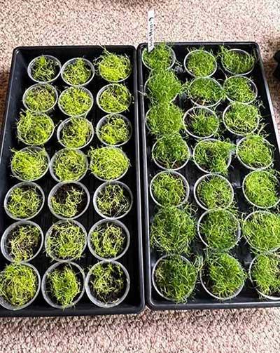 干苔藓适合养什么花