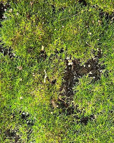 干苔藓适合养什么花