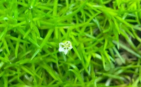 干苔藓适合养什么花