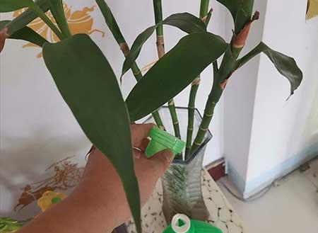 富贵竹小盆栽怎么养