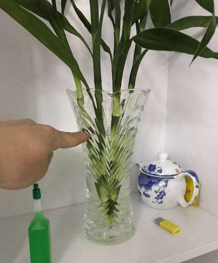 富贵竹小盆栽怎么养