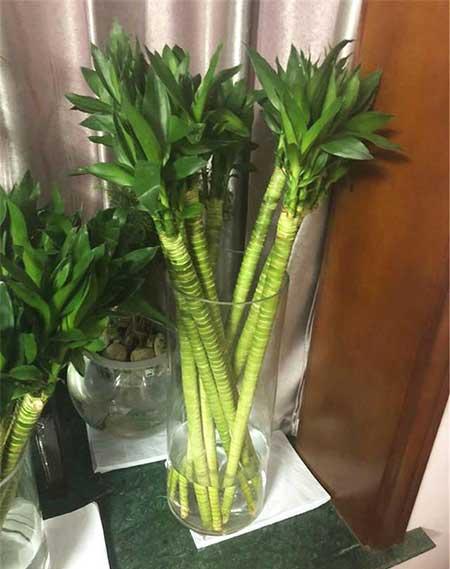 富贵竹小盆栽怎么养